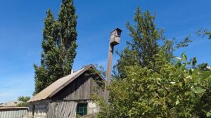 Как скворцы кормят своих птенцов