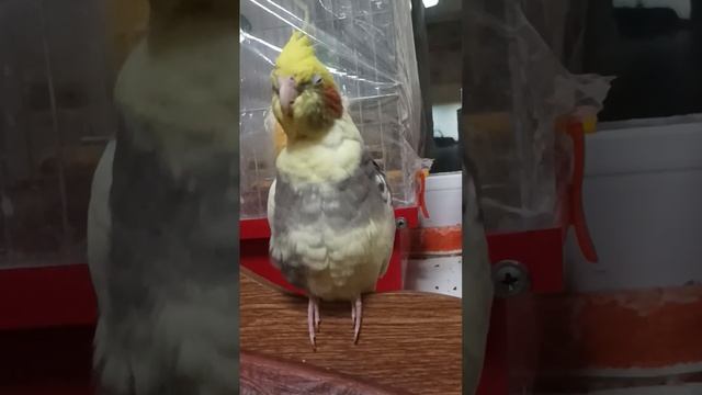 Корелла зевает