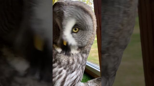 Бородатая кошечка 🦉😻 смотреть онлайн
