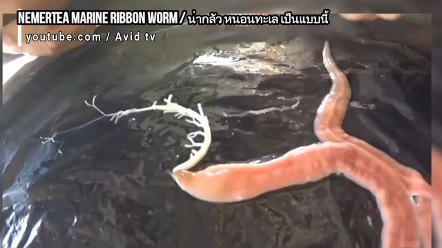 Bizarre Alien Worm Spits Gooey Web - Real or Fake? смотреть онлайн