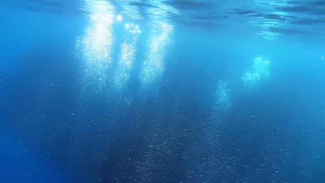 Rare Footage of Dolphins Feeding on a Bait Ball in Drake Bay, Costa Rica! смотреть онлайн