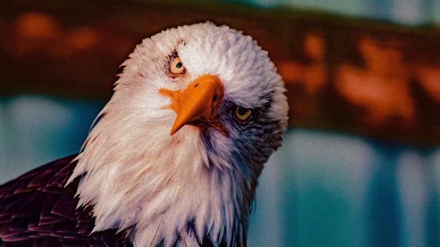 EPIC EAGLE SOUND смотреть онлайн