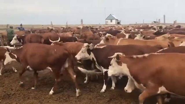 Продам быков и каров(2) смотреть онлайн