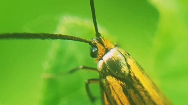 Nemophora degeerella, Длинноуска опоясанная смотреть онлайн