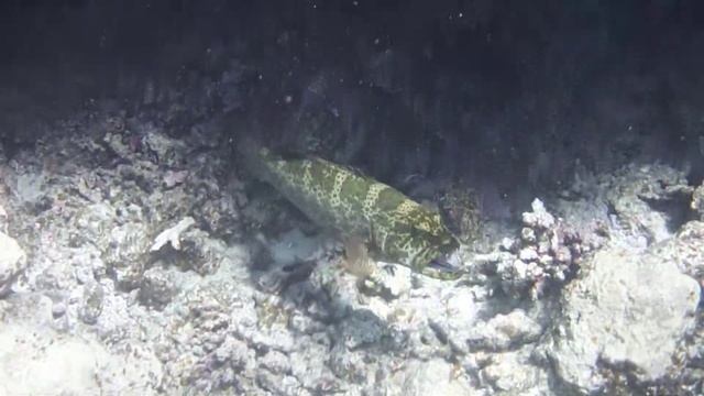 Epinephelus tauvina. Greasy grouper. Групер таувина. DSCF3191 смотреть онлайн