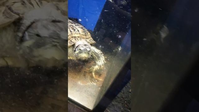 Черепаха и корм смотреть онлайн