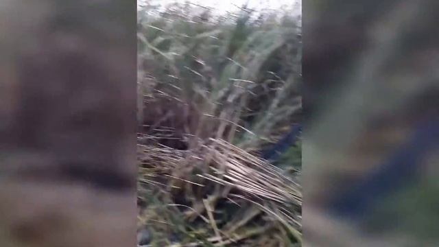 🦆Полювання на утку🦆 #охота_на_утку смотреть онлайн