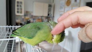 Воробьиный попугай ручной