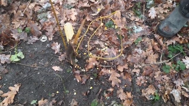 Как сделать пастку на фазана за 5 минут в домашних условиях смотреть онлайн