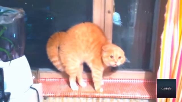 Топ 5 случяев, когда не стоило дазнить котов смотреть онлайн