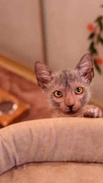 Кто тут прячется! Такого кота вы еще не видели! смотреть онлайн