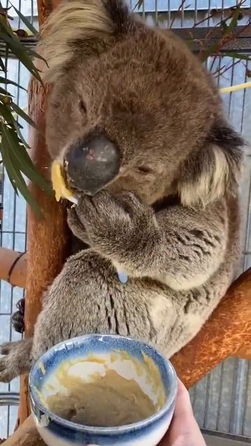 Koala uses a spoon to feed himself paste. смотреть онлайн