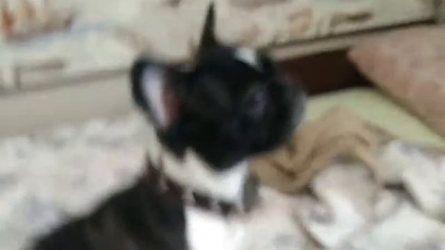 Собака в аэропорту Шереметьево призналась четвероногим другом смотреть онлайн