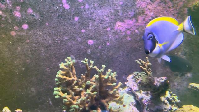 Purple Tang sides 5471 смотреть онлайн