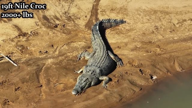 Fifty-Foot Crocodile Spotted In The Congo, The Mahamba: The Congo's Forgotten Cryptid