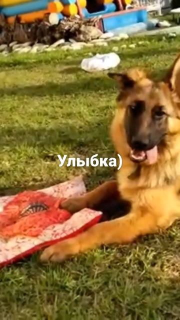 собаки умеют улыбаться) смотреть онлайн