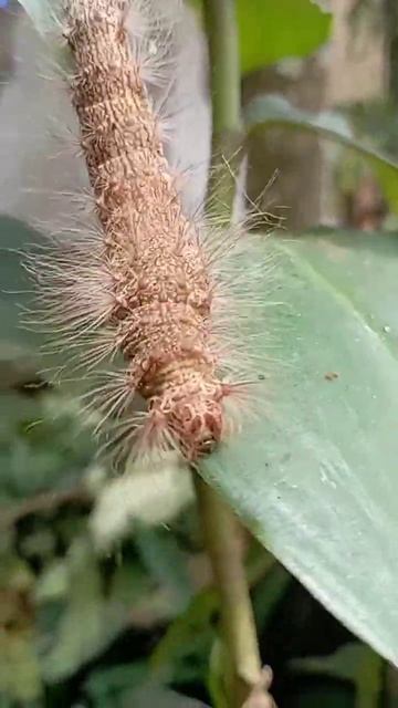 BIG Grrrrr #shorts смотреть онлайн