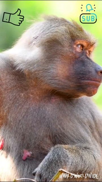 Unleashing the Wild: Captivating Moments with the Majestic Baboon 🐵🌿🔥 смотреть онлайн