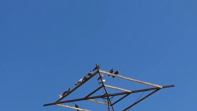 Тренировка голубят на Марганецком голубедроме 03 05 2020 смотреть онлайн