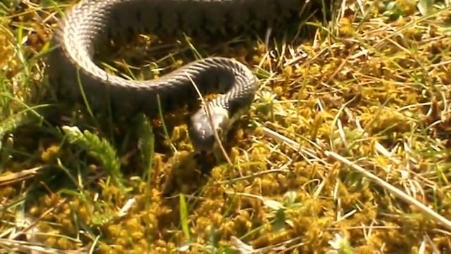 Grass Snakes (Natrix Natrix) ~ Herping The Netherlands смотреть онлайн