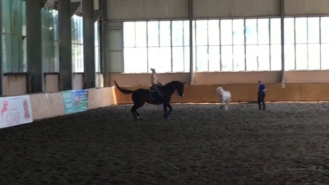 Орландо принимания на рыси смотреть онлайн