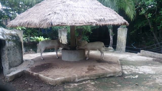 Олени пьют смотреть онлайн