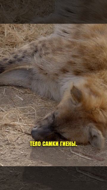 Самая Необычная Парочка - Человек И Гиена, Живущие Под Одной Крышей! смотреть онлайн