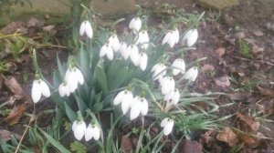 Подсне́жник, или Гала́нтус