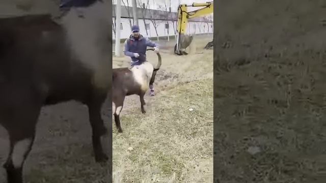 Борьба с горным туром в Дагестане смотреть онлайн