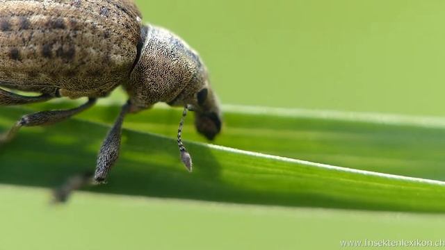 Rüsselkäfer Liophloeus tessulatus смотреть онлайн