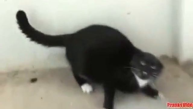 Веселые и смешные коты с нами Апрель 2013 смотреть онлайн