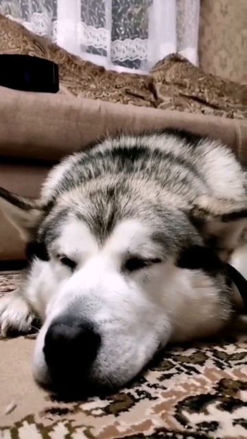 Маламутик баламутик #саратов #саратов64 #прогулкассобакой #маламут #семья #отдых #маламутик смотреть онлайн