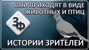 088 ＂Горлица, это была я＂｜ Новые истории Зрителей