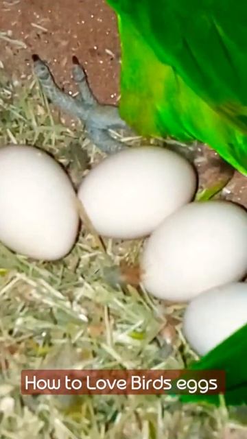 How to Love Birds Eggs #shorts смотреть онлайн