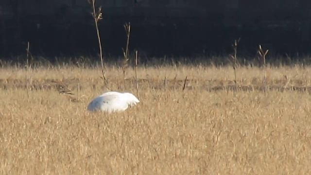 ソデクロヅル/Siberian Crane смотреть онлайн