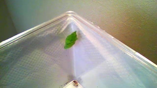 Pupation of a Papilio xuthus larva #2 смотреть онлайн