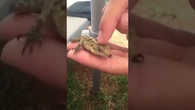 Ящер смотреть онлайн