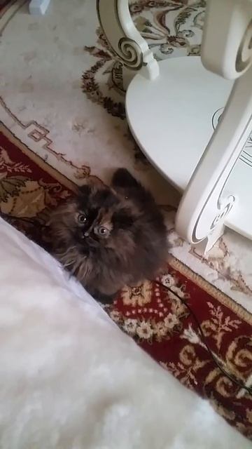 Scottish kitty Fiji смотреть онлайн