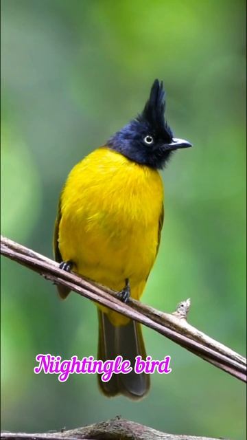 Bulbul Bird, Bulbula re bulbula mujhko bahon mein sula#bird #panchi #animals #status #short смотреть онлайн