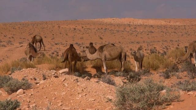 ANIMALS THAT LIVE IN NATURE - ELEPHANT, WOLF, DEER, BIRD, TIGER, LION, ZEBRA - RELAXATION SOUNDS. смотреть онлайн