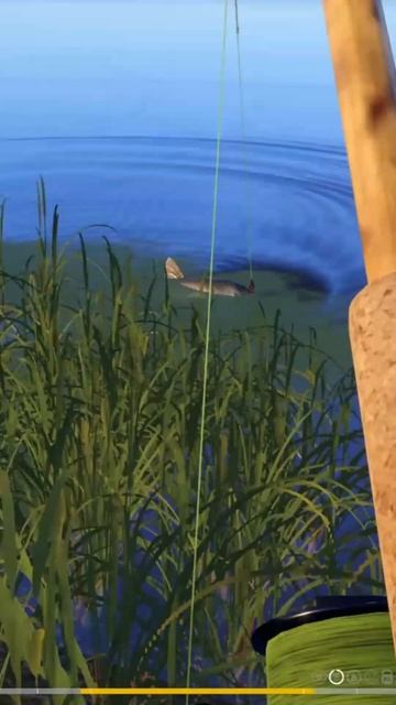 ТРОФЕЙ АМУРА НА ОСТРОГЕ #short #shortvideo #shorts смотреть онлайн