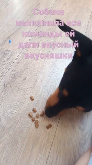 как хорошо что собака выполняет команды смотреть онлайн