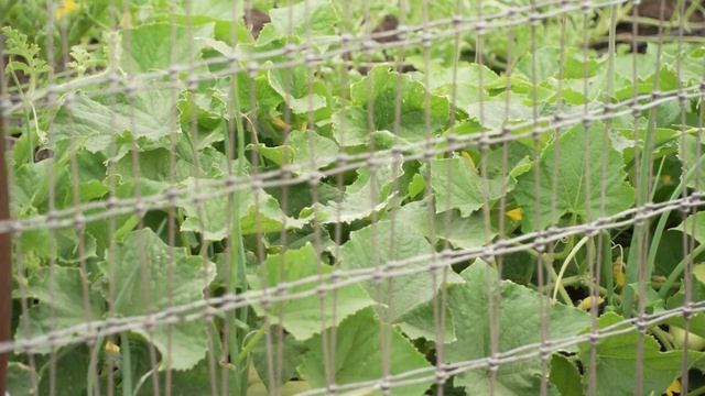 More trees, more heat pumps, more environmental justice and the Inflation Reduction Act смотреть онлайн