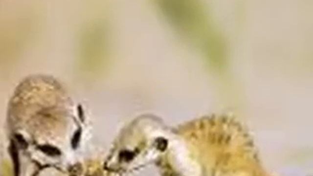 Tribute To All Meerkats