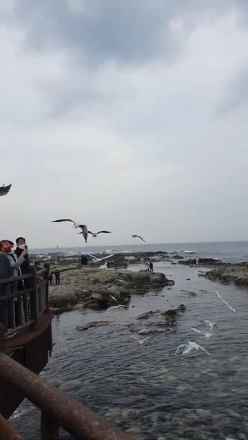Korea common gull смотреть онлайн