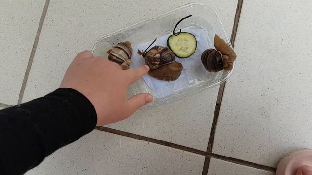 карадагские улитки смотреть онлайн
