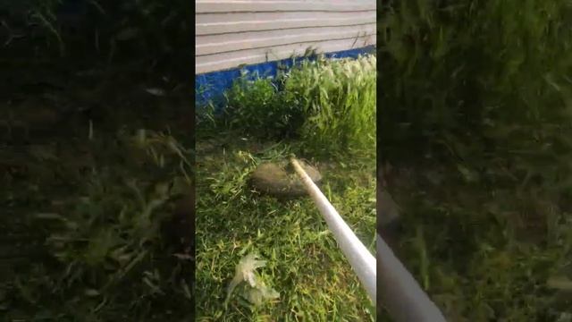 Как часто приходится вам косить траву? смотреть онлайн