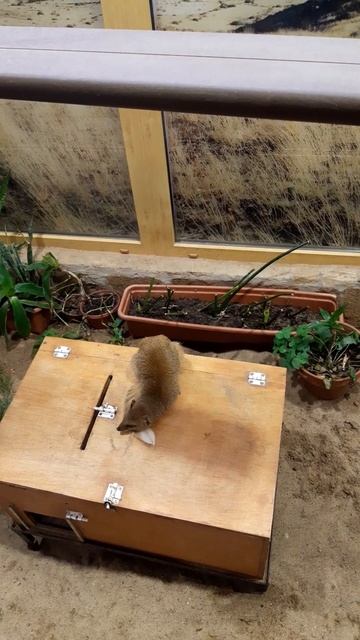 Мангуст в зоопарке смотреть онлайн