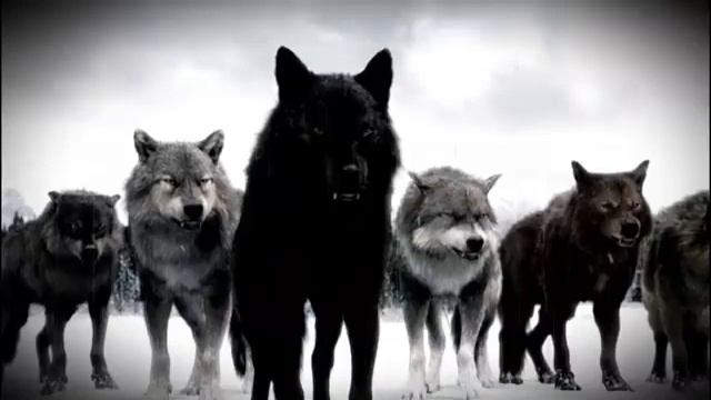 Волки мы в ночных Лесах - Руслан Добрый, Tural Everest #Anaconda_Records смотреть онлайн
