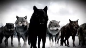 Волки мы в ночных Лесах - Руслан Добрый, Tural Everest  #Anaconda_Records